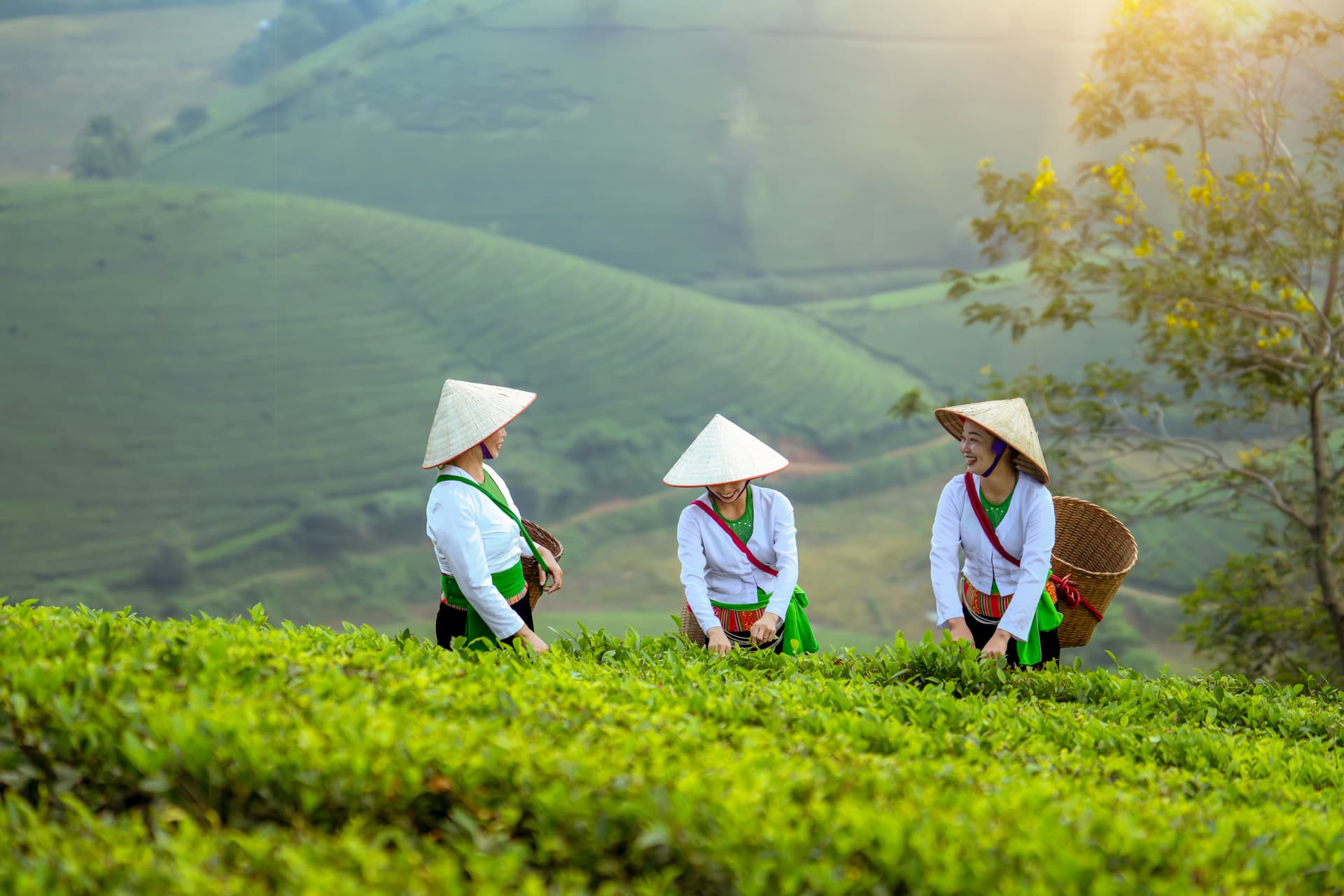 Xưởng rang MLC