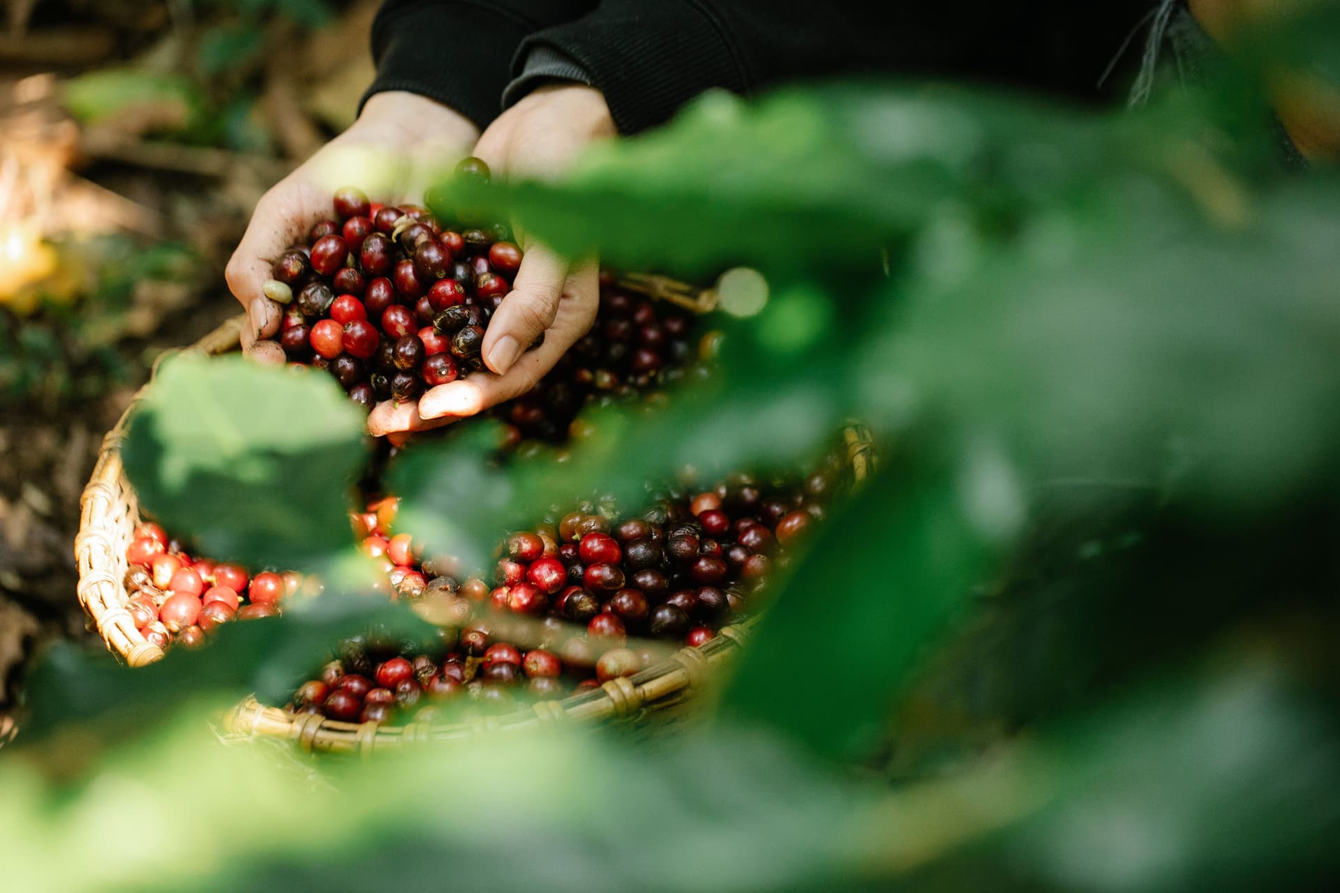 Lan Bùi — Nhà sáng lập MLC Coffee