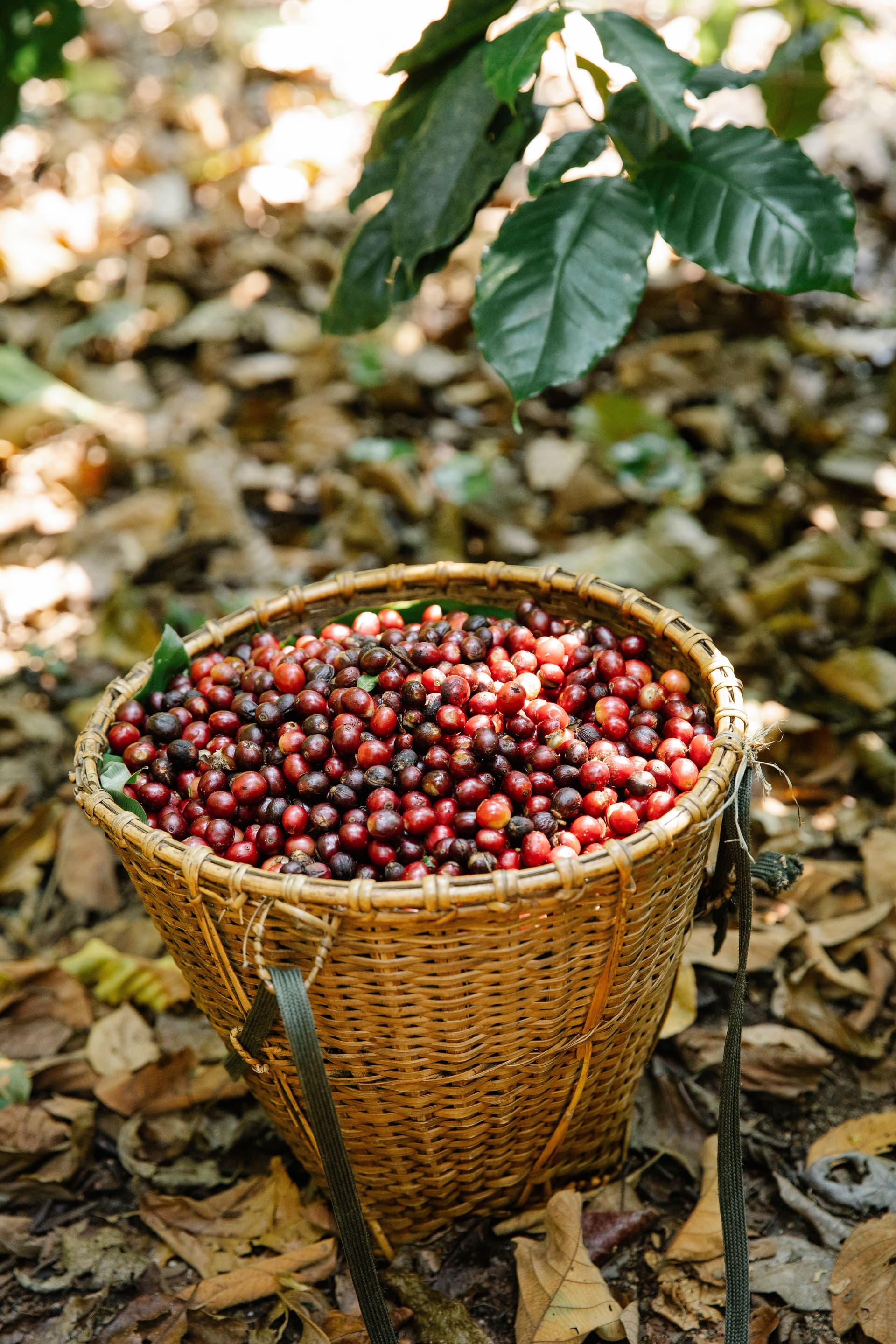 Triền đồi cà phê Di Linh nhìn từ trên cao