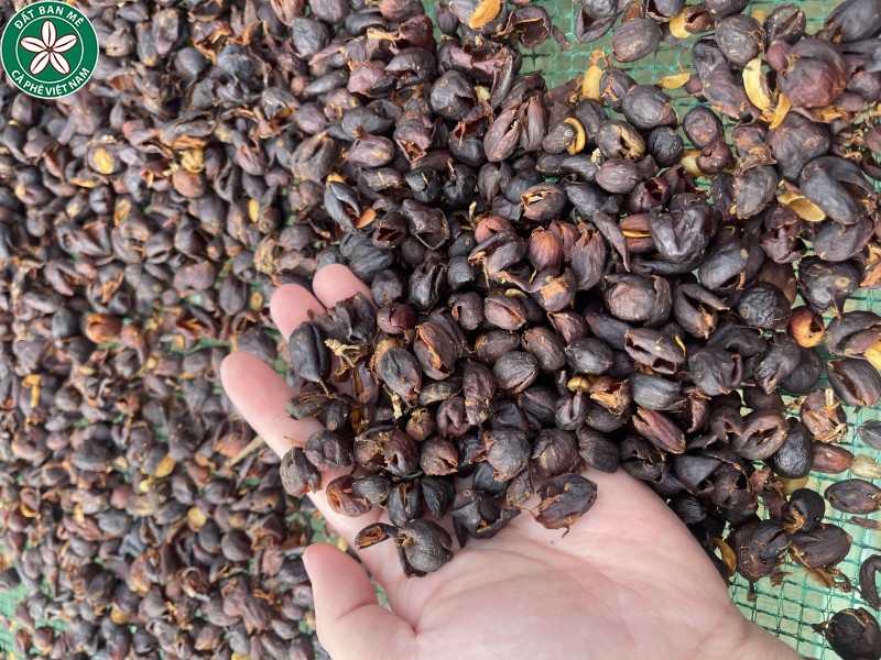 Vỏ quả cà phê dùng làm trà Cascara