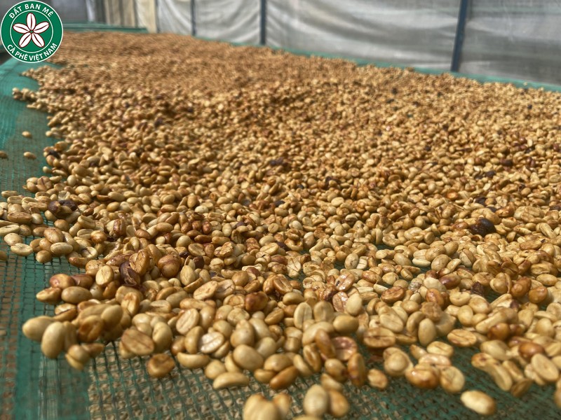 Cà phê sơ chế Honey trên giàn phơi