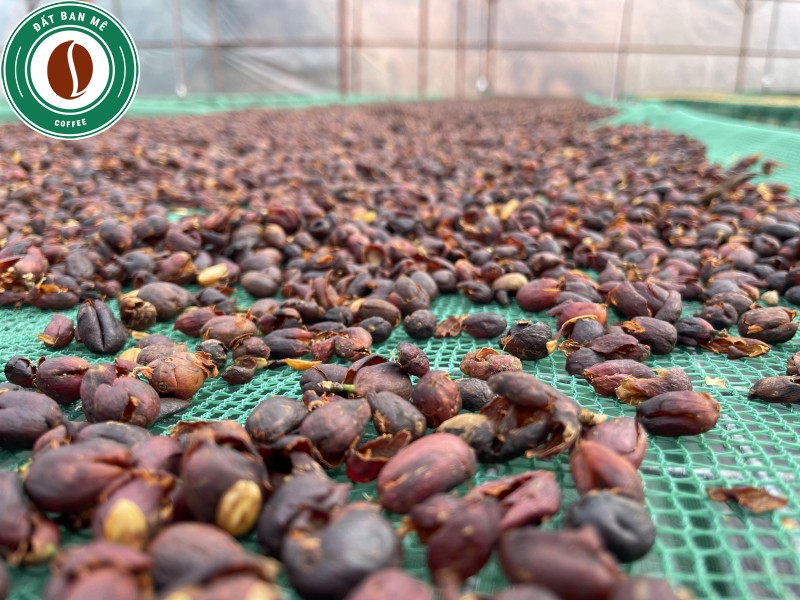 Trà Cascara phơi khô